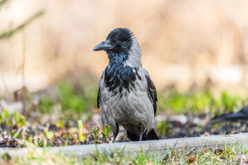 Hooded crow, corvus cornix, standing on the lawn in the spring or summer
