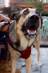 Close-Up of Happy German Shepherd Wearing Harness with Unrecognizable Owner in Downtown Urban...