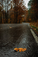Autumn leaf on a wet road in a forest, concept of loneliness, space for text