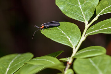 Firefly Beetle Resting on Bright Green Leaf, Macro Close-up of Black and Orange Insect in Natural...