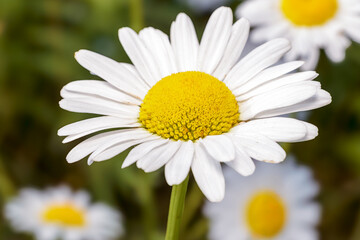 Fototapeta premium Close-Up of Blooming White Daisy Flower with Yellow Center Against Soft Green Background