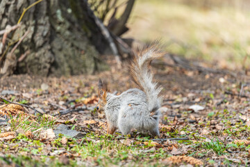Squirrel in autumn or spring with nut on the green grass with fallen yellow leaves