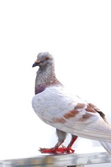 A lonesome pigeon standing on a  steel handrail,white isolated background in outdoor area