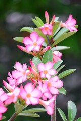 A beautiful pink Adenium flower or desert rose blossom in a garden