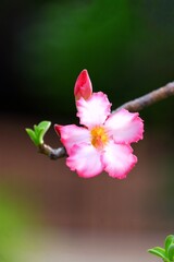 A beautiful pink Adenium flower or desert rose blossom in a garden