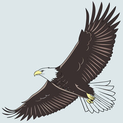 Hand drawn eagle flying drawing illustration