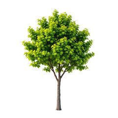 Fototapeta premium Lush Green Tree in Full Bloom with Vibrant Leaves Standing Tall Against a Clear Background