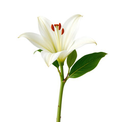 Obraz premium Beautiful White Lily Flower with Green Leaves Isolated on a White Background Perfect for Natural Themes