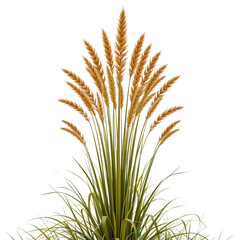 Fototapeta premium Stunning golden grass with soft feathery tips resembling a natural meadow in a serene summer environment