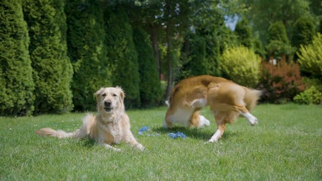 A border collie leaps to catch an orange ball in mid-air on a green backyard lawn, with a golden retriever seated in the background. The camera tracks the action, emphasizing the dog&rsquo;s focus and agili