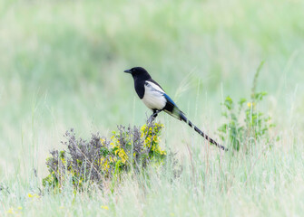Black-billed Magpie (Pica hudsonia) perched on wildflowers in open grassland