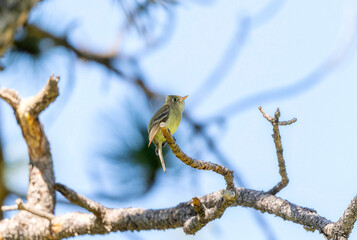 Western Flycatcher (Empidonax difficilis) perched on a branch in bright sunlight during springtime...