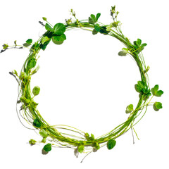 Lush Green Vine Wreath Circular Frame of Fresh Spring Foliage, Perfect for Natural Design Elements and Botanical Invitations
