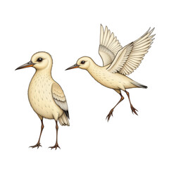 Obraz premium White Birds with Detailed Feathers in Flight and Standing, Artistic Illustration of Nature and Wildlife