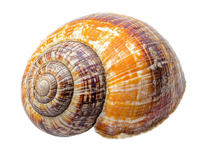 Shell discovery seashore nature coastal environment isolated on transparent background