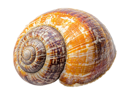 Shell discovery seashore nature coastal environment isolated on transparent background