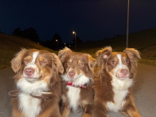 Three brown and white dogs are laying on the ground, smiling at the camera