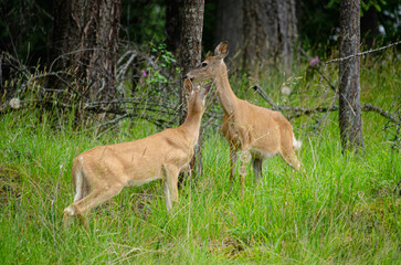 Affectionate Deer Pair in Lush Woodland Setting