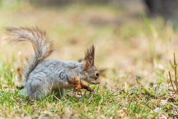 Squirrel in autumn or spring with nut on the green grass with fallen yellow leaves
