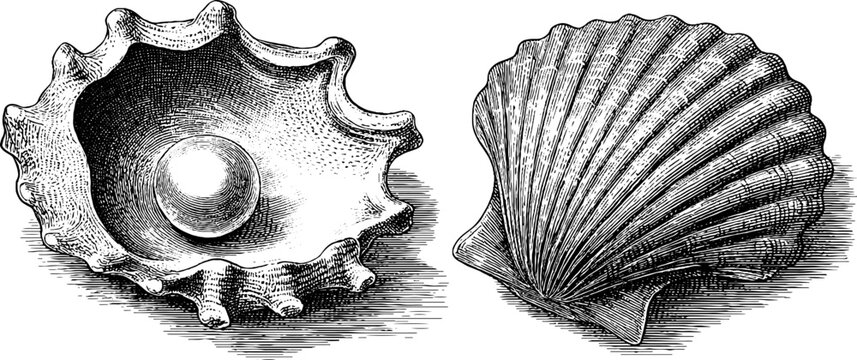 Vintage seashell and pearl dotwork: ocean wave design for print or poster