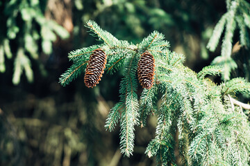Two pine cones are hanging from a tree branch