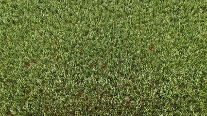 Green plants growing in a field. Drone shot