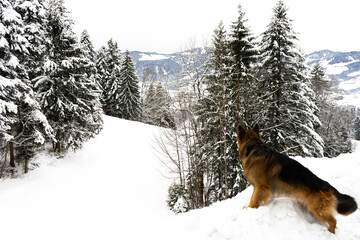 A German Shepherd in winter in a forest with lots of snow.
