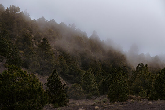 Bosque con neblina