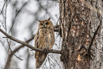 Long-eared owl (Asio otus), looking forward with wide opened eyes
