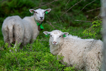 Swamp in coniferous forest, bright summer evening in Norway, mother and young sheep standing,...