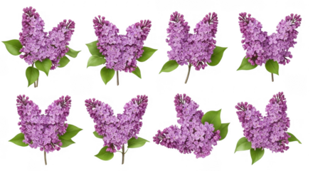 Beautiful Lilac Flowers Shaped Like Butterflies for Nature and Floral Designs, isolated on a transparent background