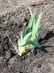 onion in the ground