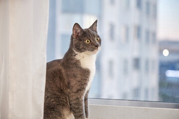 A curious cat is sitting on the windowsill and looking out the window