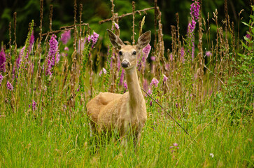 Watchful Deer Standing at Forest Edge