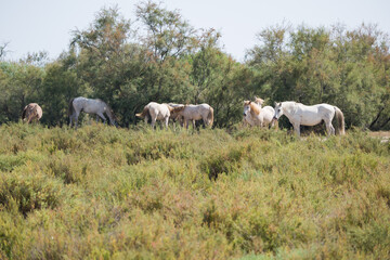 Fototapeta premium Group of Camargue white horses in the Camargue, southern France