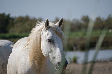 Close-up of a Camargue white horse in the Camargue, southern France