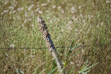 Vineyard snails on a stick in the Camargue, southern France
