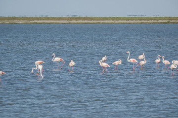 Naklejka premium Flamboyance of flamingos in the Camargue, southern France