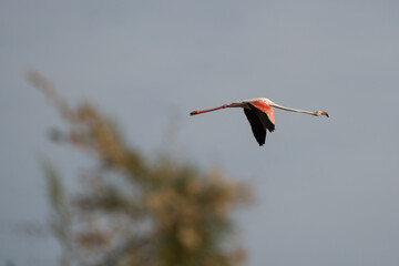 Obraz premium Single flamingo in flight over the Camargue, southern France, close-up