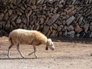 A sheep in the Spanish countryside walks past to a stone wall. Finca Son Real, Majorca, or...