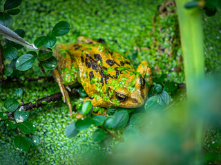 Frog in a garden pond