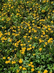 yellow flowers background