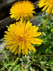 yellow dandelion flowers