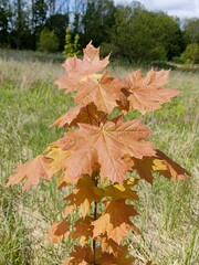 maple leaves in autumn