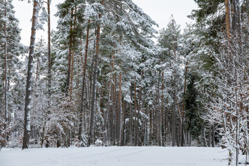A snowy forest with trees covered in snow