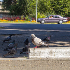 Obraz premium pigeons on the street