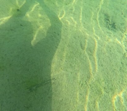 The seabed of Lake Levico in Trentino, Northern Italy, seen up close during an underwater swim with a waterproof camera attached to the chest of a tourist