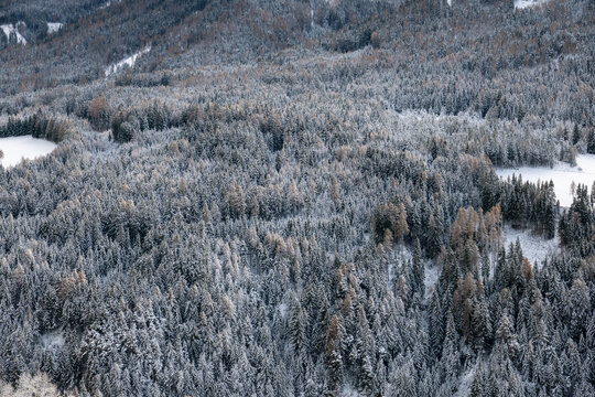 A snowy forest with trees covered in snow