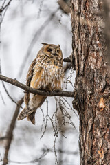Long-eared owl (Asio otus), looking forward with wide opened eyes