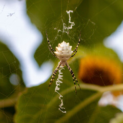 spider on web